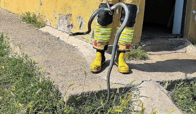 Bingöl'de evde çıkan yılan ekiplerce yakalanıp doğaya bırakıldı