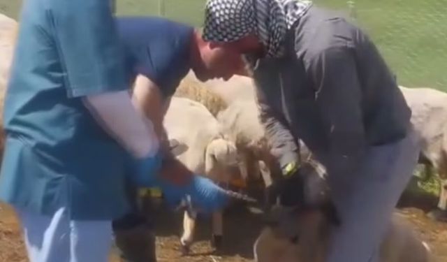 Bingöl'de hayvan sağlığı için ekipler seferber oldu