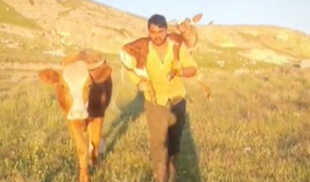 Dağda doğan buzağıyı sırtında taşıyarak ahıra getirdi