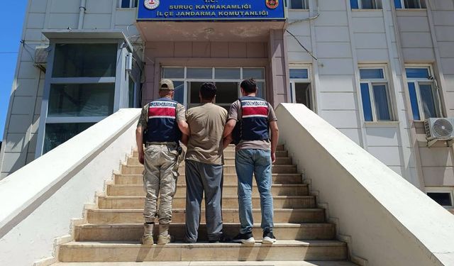 Dolandırıcılık suçundan aranan hükümlü Suruç'ta yakalandı