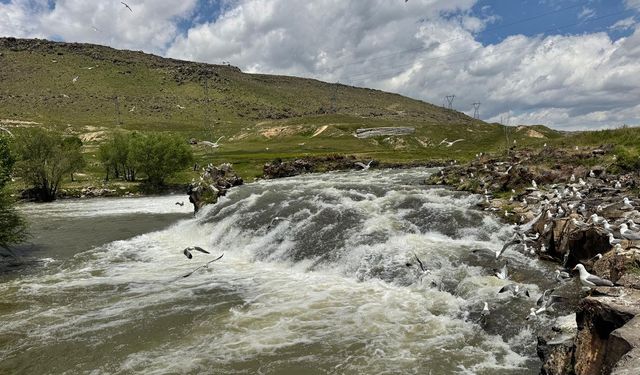 İnci kefallerinin göç yolculuğu bu yıl kolay geçiyor