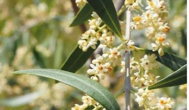 İzmir'de zeytin poleni yoğunluğu arttı