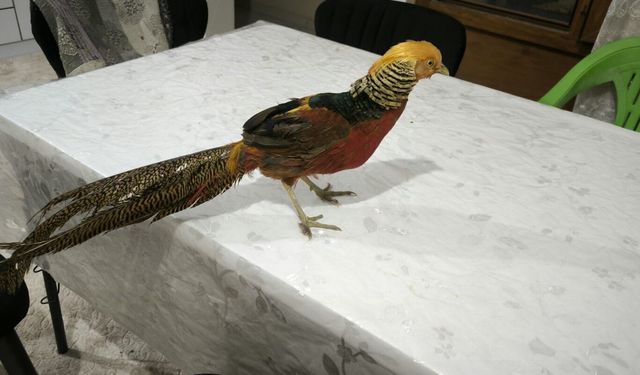 Mardin'de bir evde bulunan sülün yetkililere teslim edildi