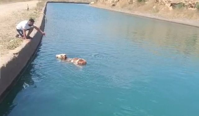 Mardin'de su kanalına düşen inek vatandaşların yardımıyla kurtarıldı