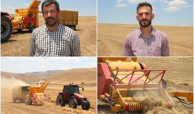 Mercimek hasadının ardından patoz mesaisi başladı