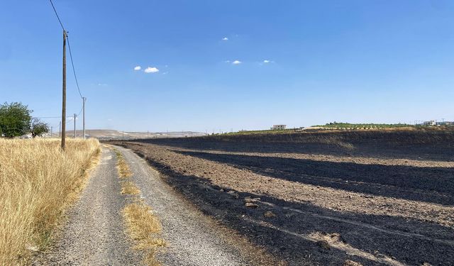 Şanlıurfa'da arpa tarlasında yangın: 300 dönüm alan zarar gördü