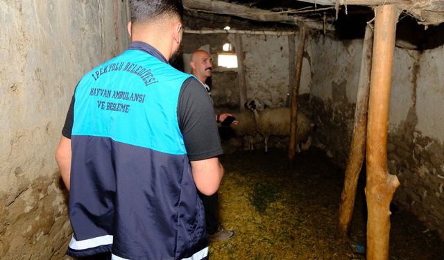 Van'ın 8 mahallesi kuduz vakası nedeniyle karantinaya alındı