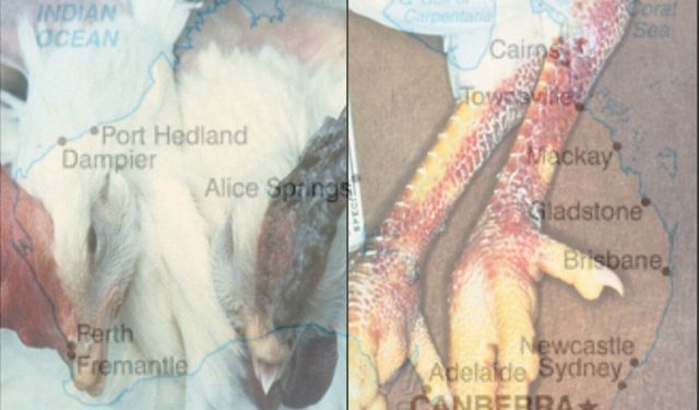 Avustralya'nın dördüncü eyaletinde H5N1 kuş gribi vakası doğrulandı