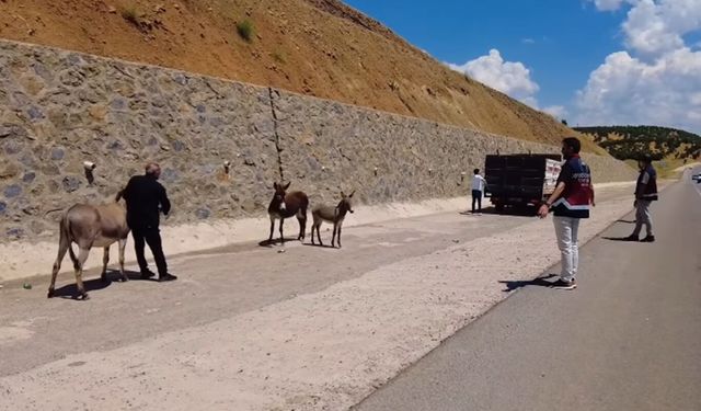 Bingöl'de başıboş bırakılan hayvanların sahiplerine ceza