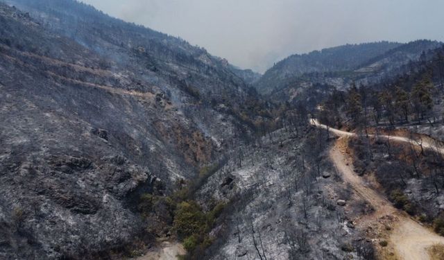 Bursa Orman Bölge Müdürü Şahan: Orman yangınlarının yüzde 92'si insan kaynaklı