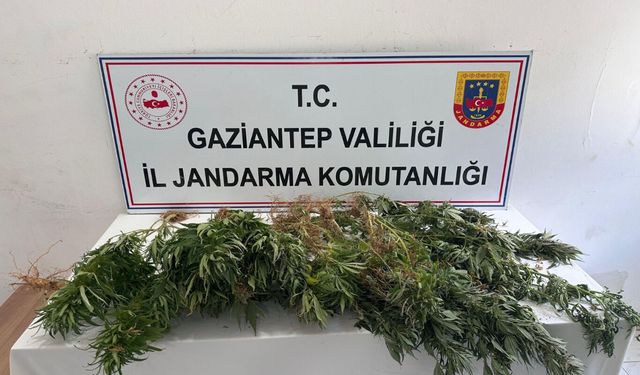 Gaziantep'te kenevir ekimine jandarma operasyonu