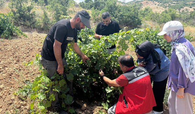 Gercüş'teki bağlarda hastalık ve zararlı denetimleri sürüyor