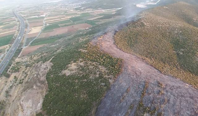 İzmir'de çıkan orman yangını kontrol altına alındı