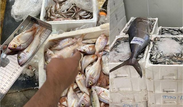 İzmir'de yasa dışı avlanan 241 kilogram su ürününe el konuldu