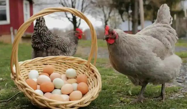 Mayısta tavuk yumurtası üretimi yüzde 21,6 arttı