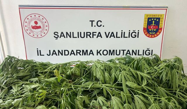 Şanlıurfa'da 35 kök kenevir ele geçirildi