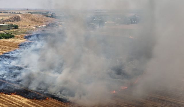 Şanlıurfa'da anıza doğrudan ekim uygulaması yaygınlaştırılıyor