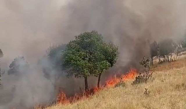Siirt'te örtü yangını: 60 dönümlük alan zarar gördü