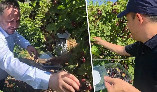 Siirt'te özel bireyler böğürtlen hasadı yaptı