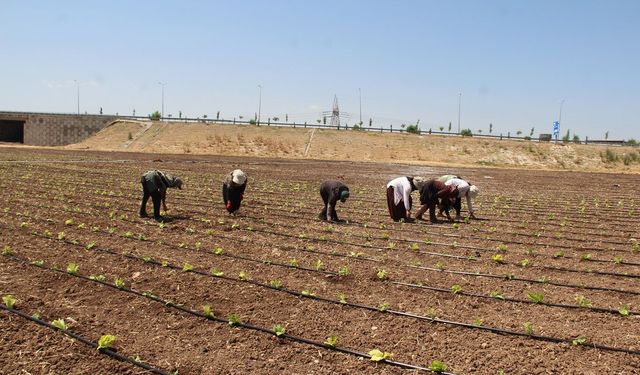 Tarım işçilerinin kavurucu sıcakta düşük yevmiyeyle geçim mücadelesi