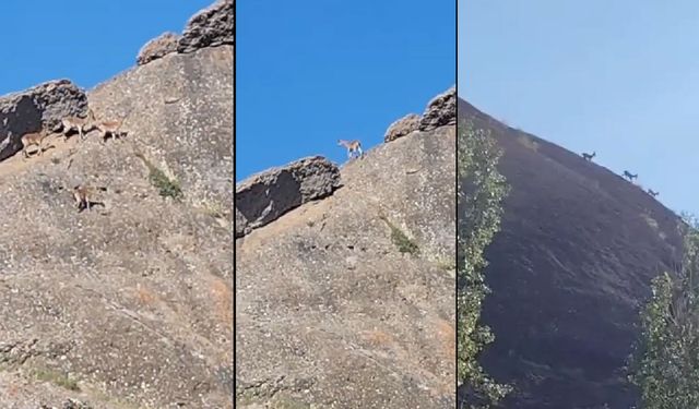 Van'da yaban keçileri yerleşim yerinde görüntülendi
