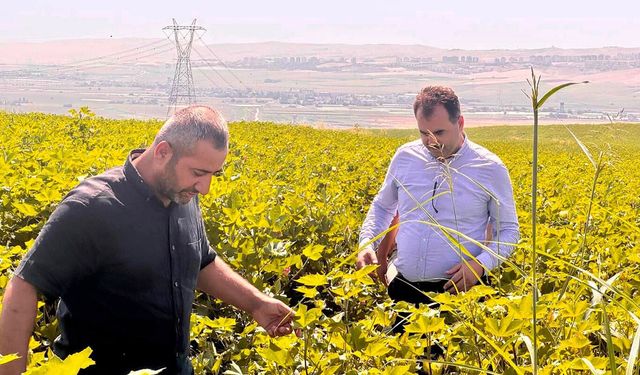 Batman'da pamukta entegre mücadele çalışmaları sürüyor
