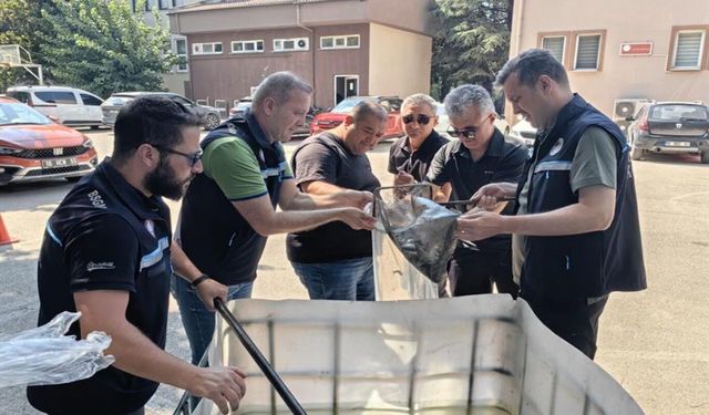 Bursa'da 13 milyon yavru balık su kaynaklarıyla buluşturuldu