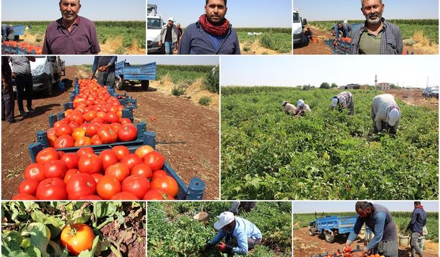 Domates üreticileri dertli: Üretiyoruz ama karşılığını alamıyoruz