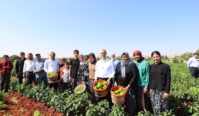 Gaziantep'te fide desteği alan çiftçilerde hasat dönemi başladı