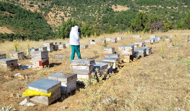 Ilgın'da arıcılık işletmeleri ve arı kolonileri kontrol ediliyor