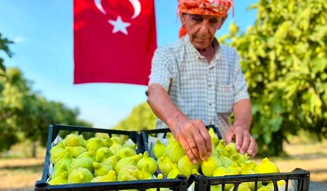İzmir'de Bardacık İnciri hasadı başladı: Üretici verimden umutlu