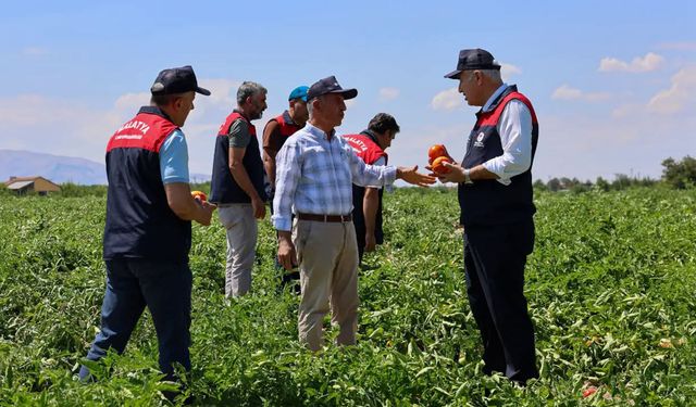 Malatya'da üreticilere dağıtılan bir milyon 85 bin sebze fidesinde hasat zamanı