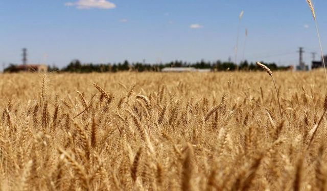 Şanlıurfa'da buğday ve arpa fiyatları belli oldu