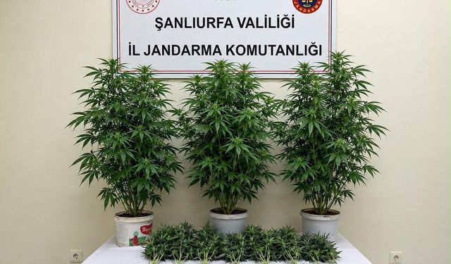 Şanlıurfa'da kenevir operasyonu
