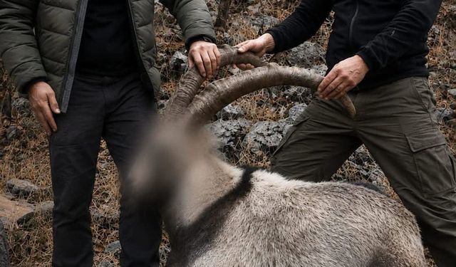 Siirt'te koruma altındaki 5 yaban keçisini avlayanlara 6 yıl sonra ceza