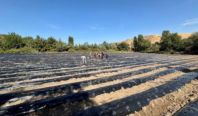 Akçadağ'da tarımsal üretime çilek katkısı