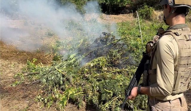 Diyarbakır'da 217 bin 608 kök kenevir ve skunk imha edildi