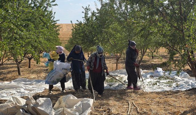 HÜDA PAR İl Başkanlığından Adıyaman bademi için fiyat ve destek çağrısı