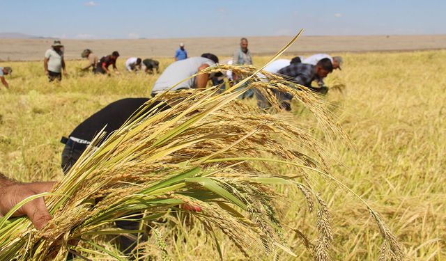 Oraklarla gelen lezzet: Karacadağ pirinci