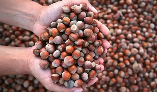 Ticaret Bakanlığından fındık piyasasına yönelik sıkı denetim
