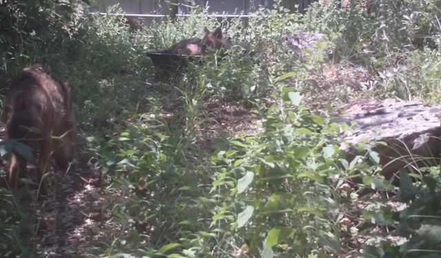 Sıcaklardan bunalan çakalların serinleme anları foto kapana yansıdı