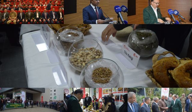 Siirt fıstığında yeni hedef: Üretim 50 bin tona çıkarılacak