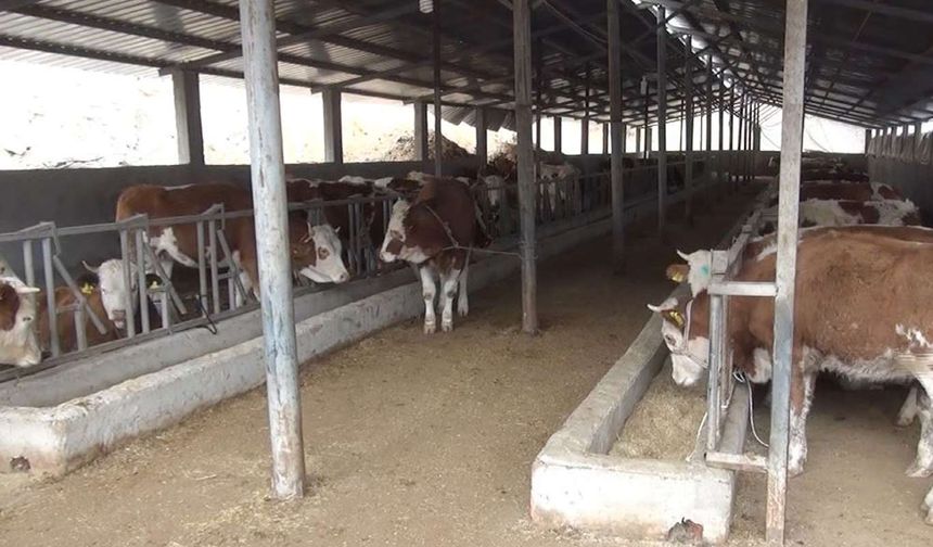Bakan Yumaklı: Sütçü ırka göre daha fazla ve kaliteli et üreten hayvanlar elde edeceğiz