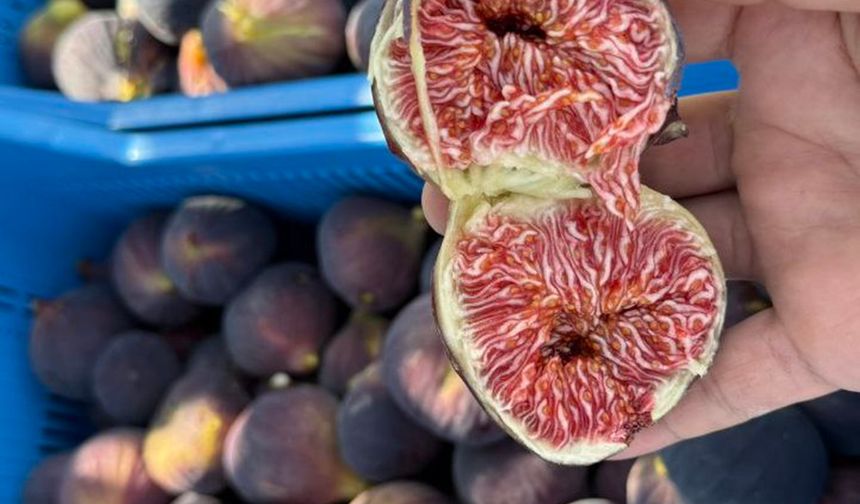 Bursa Siyah İnciri’nde ihracat krizi