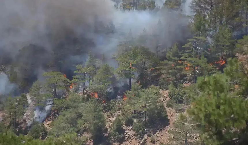 Çanakkale Gelibolu’da orman yangını