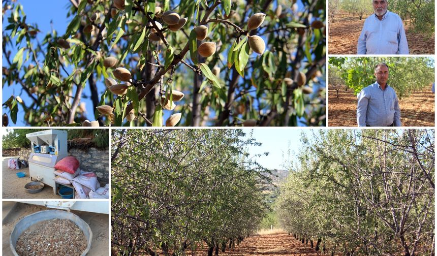 Badem yetiştiricileri: Teknik ve makine desteğine ihtiyacımız var