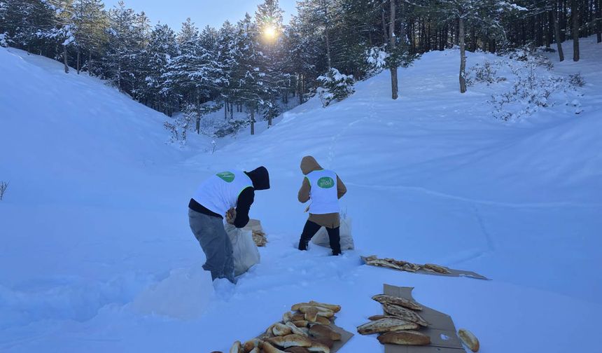 Soğuk havada sessiz canlara vefa