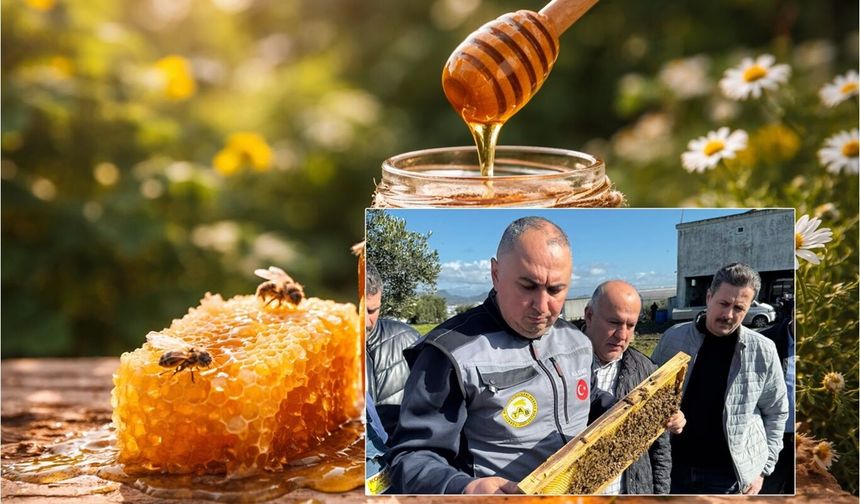 İller bazında 2025 yılı Türkiye arıcılık istatistikleri açıklandı