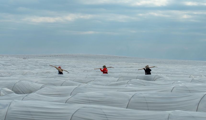 Adana’da örtü altı karpuz hasadında geri sayım başladı