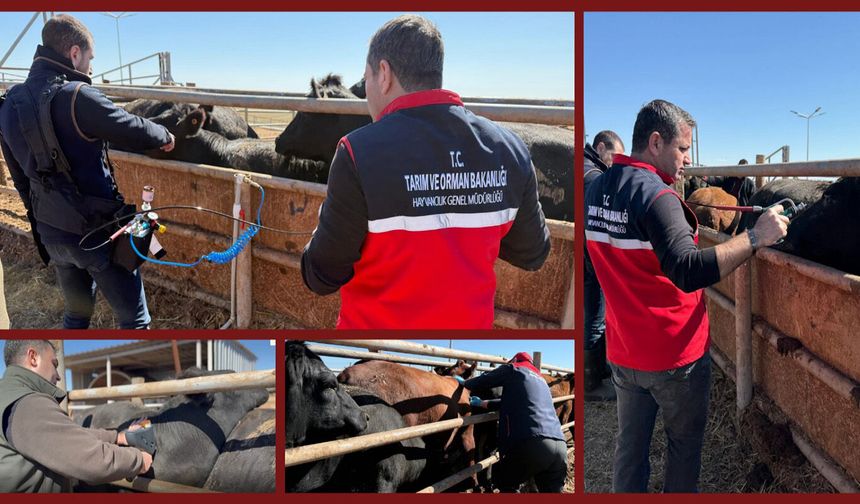 Aşıların "iğnesiz enjeksiyon yöntemi" ile uygulanmasına yönelik ilk adım